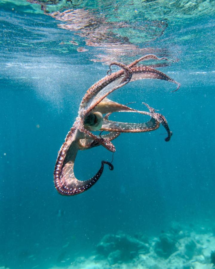 فندق مبيت وإفطار Ocean Lilly هانغناميدهو